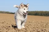 ALASKAN MALAMUTE 193